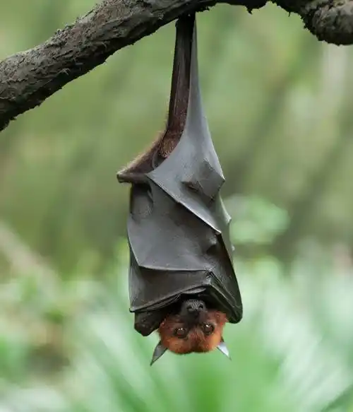 蝙蝠是鸟类吗蝙蝠属于什么科类