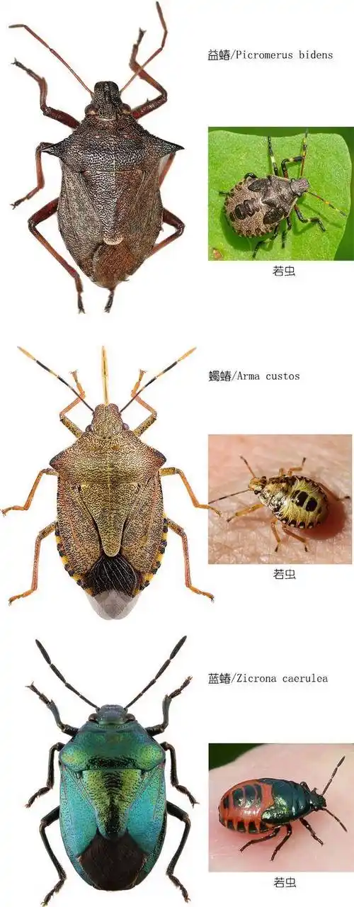 苍天啊同样是蝽为什么你却是吃蝽的蝽