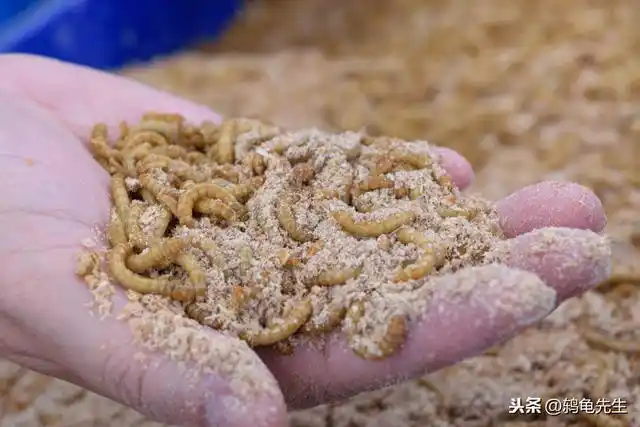 不,没有麸皮也一样能养好面包虫