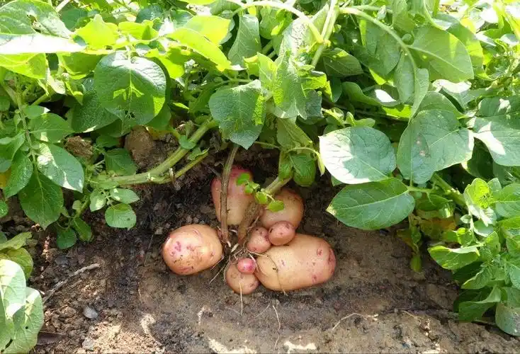 根茎类大全图片(关于一些常见的根茎类蔬菜)