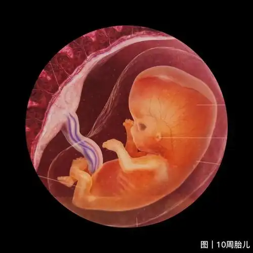 一起来看看吧97第10 周胎儿各器官均已形成了,可看见月牙形的胎盘