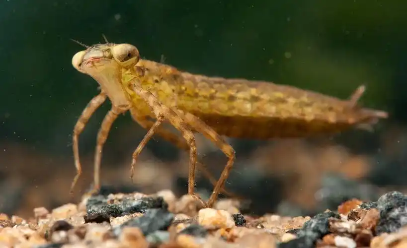 吃鱼虎——蜻蜓幼虫