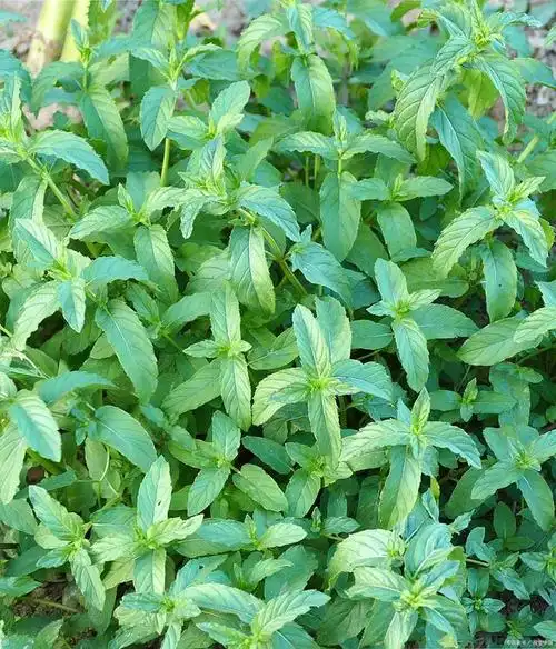 "板蓝根种植高产秘诀,亩产可达多少公斤?