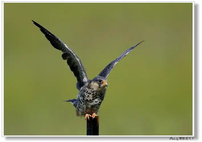 p>红脚隼(读音:hóng jiǎo sǔn)为脊索动物门,鸟纲,隼形目, a