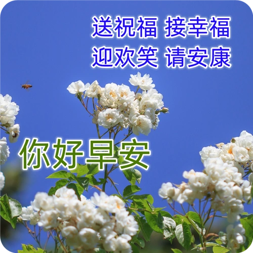 清晨慰问大家早上好图片全集 好看的早上好表情包带祝福语
