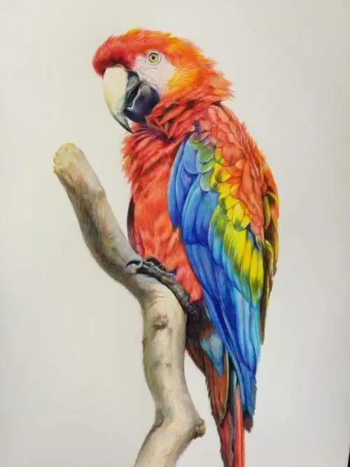 彩铅动物画 彩铅动物画图片大全