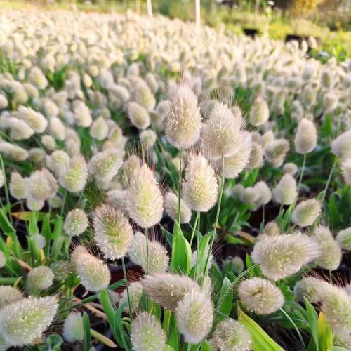 兔尾草盆栽 耐寒耐热阳台窗台庭院花园客厅装饰花卉可制干花