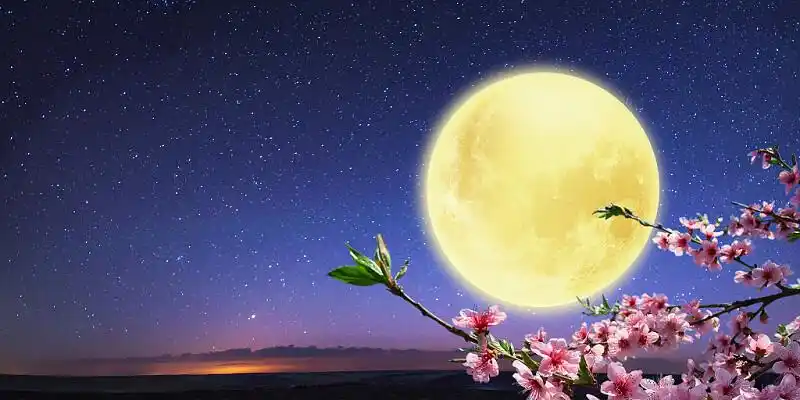 蓝色唯美星空中秋节月亮桃花盛开创意展板背景中秋节创意背景