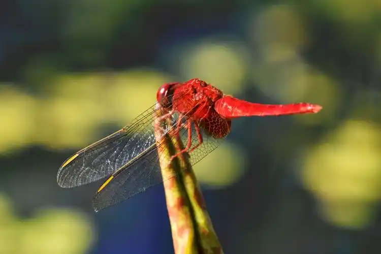 红蜻蜓