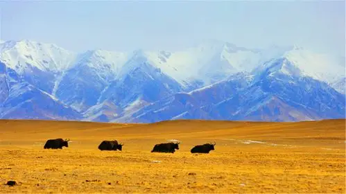 新疆阿尔金山国家级自然保护区里 野生动物自在栖息