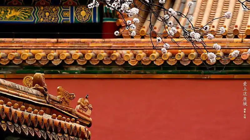 又到了故宫最美季节!与单雁川,孟瑶两大咖探访紫禁城最动人风景!