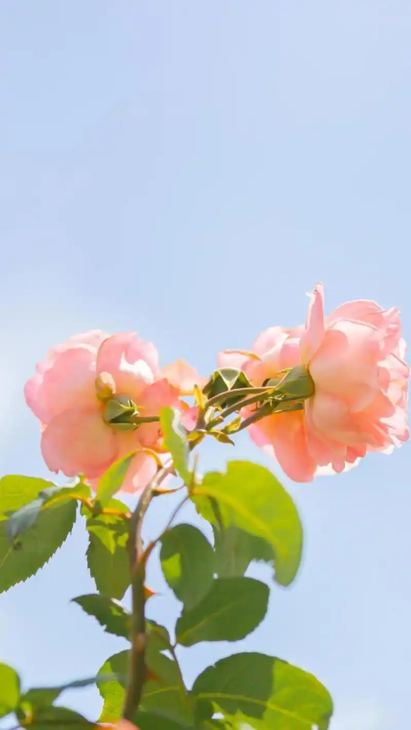 小清新风月季花唯美风景