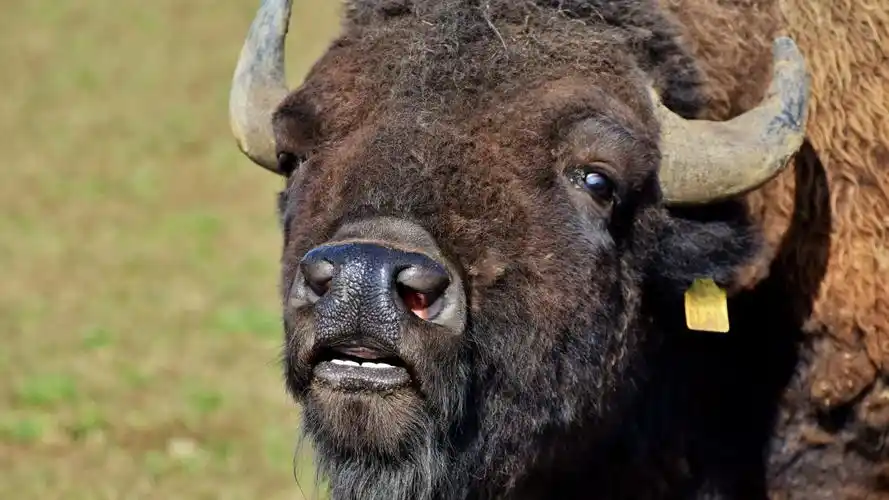 健壮的野牛图片(7/8)