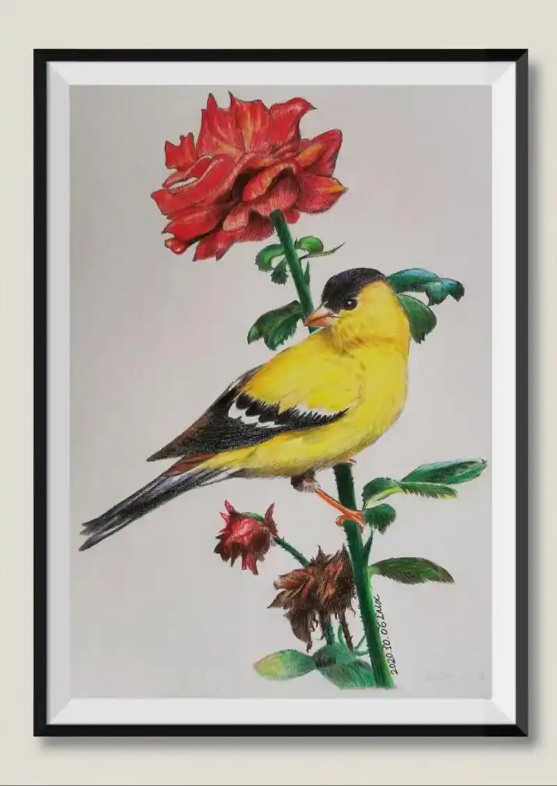 三幅花鸟彩铅画你最喜欢哪一幅呢?#彩铅手绘 #花鸟画 #原创 - 抖音