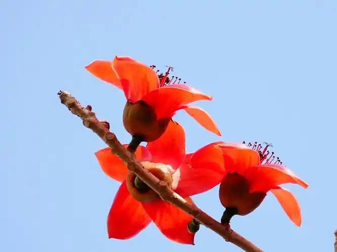 木棉花—几树半天红似染