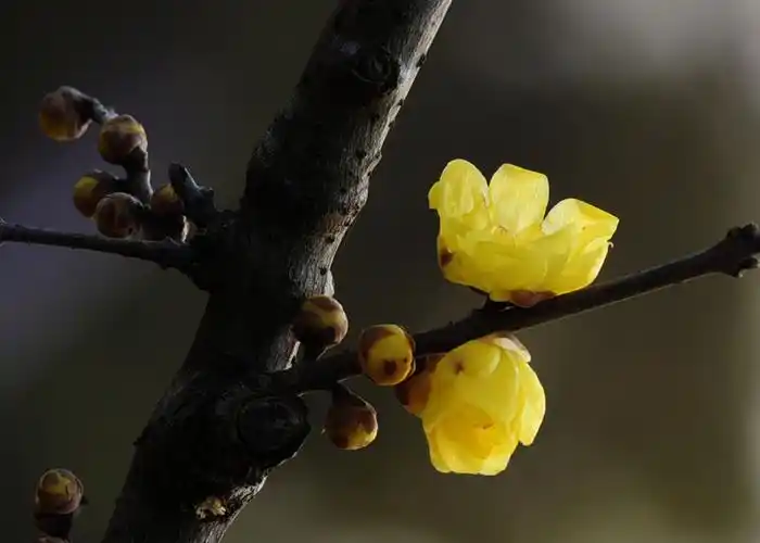 梅花图片大全大图唯美(梅花图片大全大图唯美 手绘 简笔画)