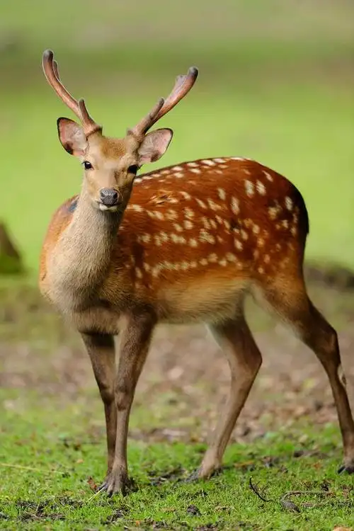 偶蹄目·反刍亚目·鹿科:梅花鹿
