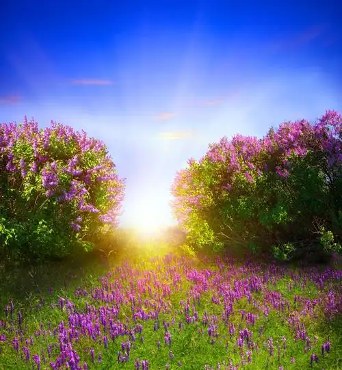 鲜花草地风景摄影图片素材下载(图片id:509001)_-自然风景-图片素材