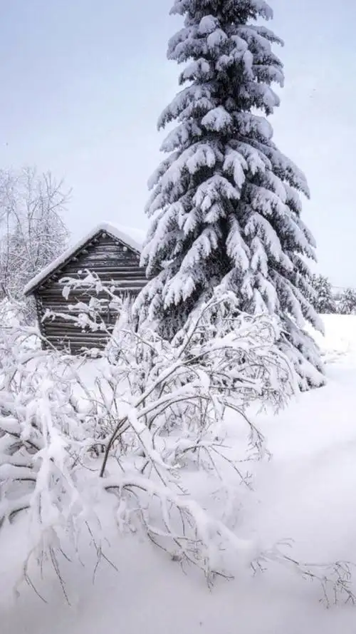 冬日唯美白色雪景高清图片手机壁纸