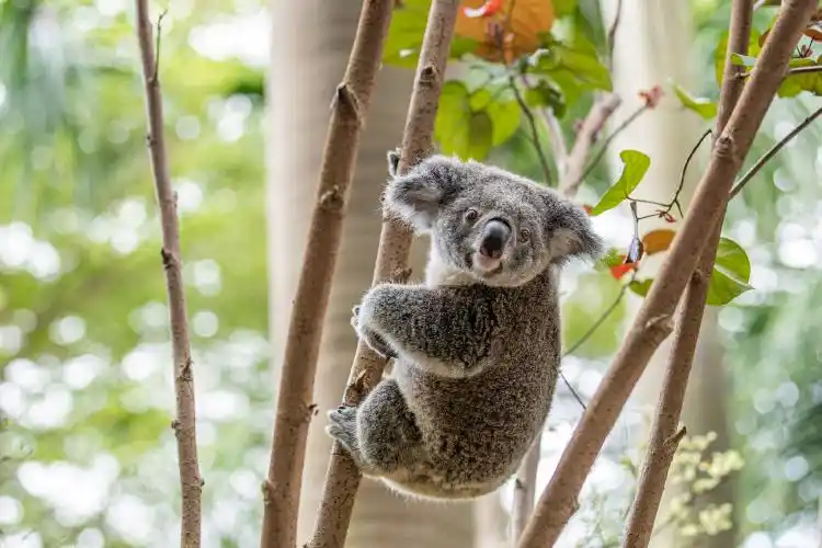 可爱的考拉.长隆供图