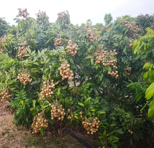 芸乐收大增产——乐东反季节龙眼增产显著!