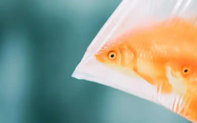 小清新唯美意境图片桌面壁纸