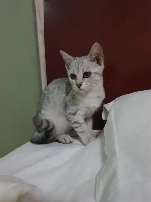 英短银渐层美短加菲