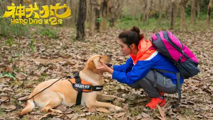 神犬小七第二季