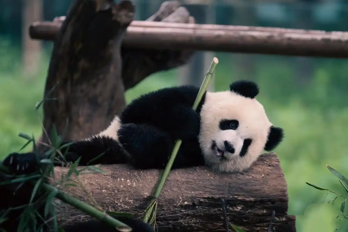 爱姐版的孙悟空 #大熊猫