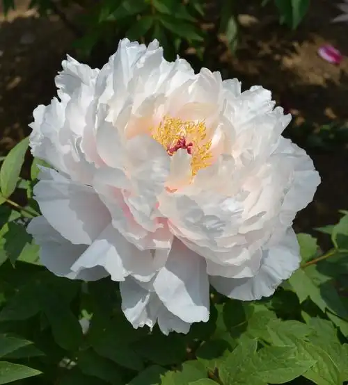白牡丹