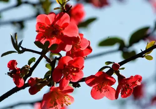 春天来了,一起拍海棠花去. - 美篇