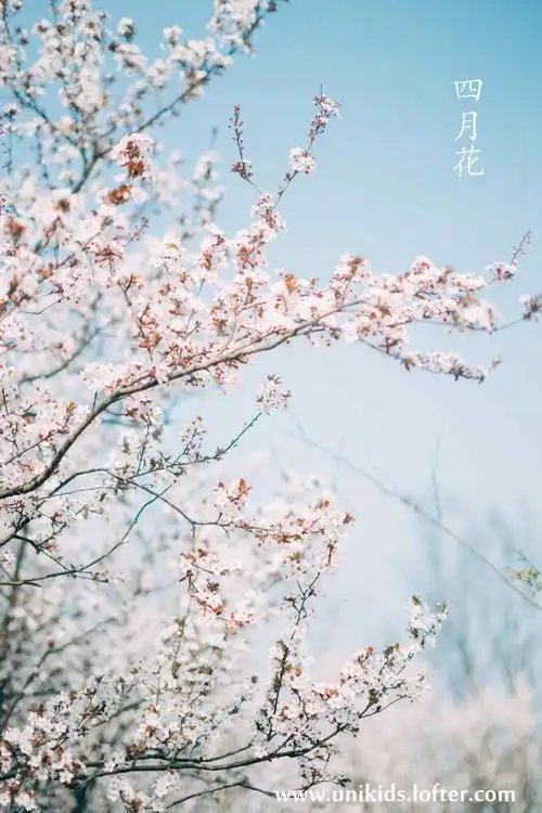 唯美日系杏花林手机壁纸