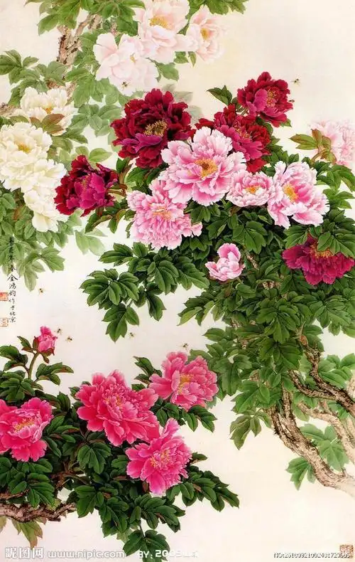 洛阳牡丹～花开富贵洛阳牡,占尽鲜华压百芳