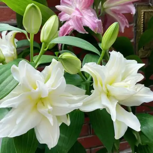 重瓣百合真心美