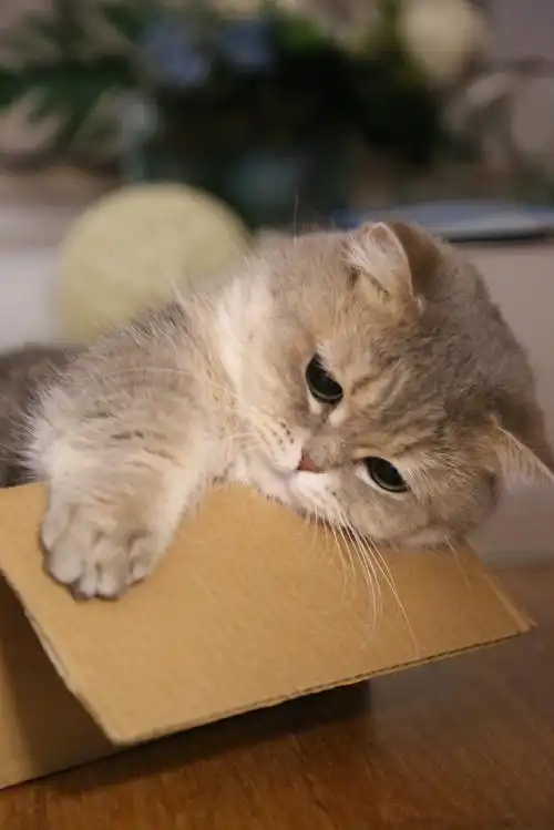 掌握了要饭密码的小猫