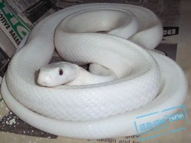 有谁知道这个漂亮的白姐姐名字就什么?