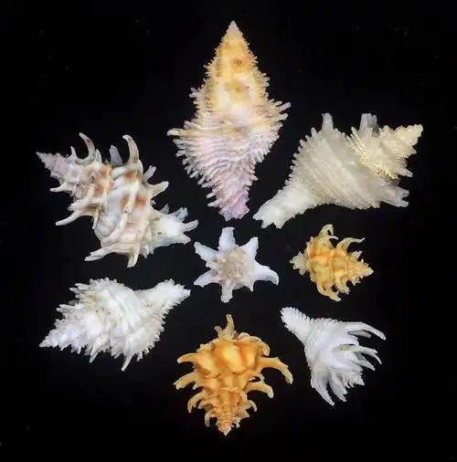 85后小伙痴迷贝壳拍的贝壳90你没见过曝光后令无数人疯狂世界美学巅峰