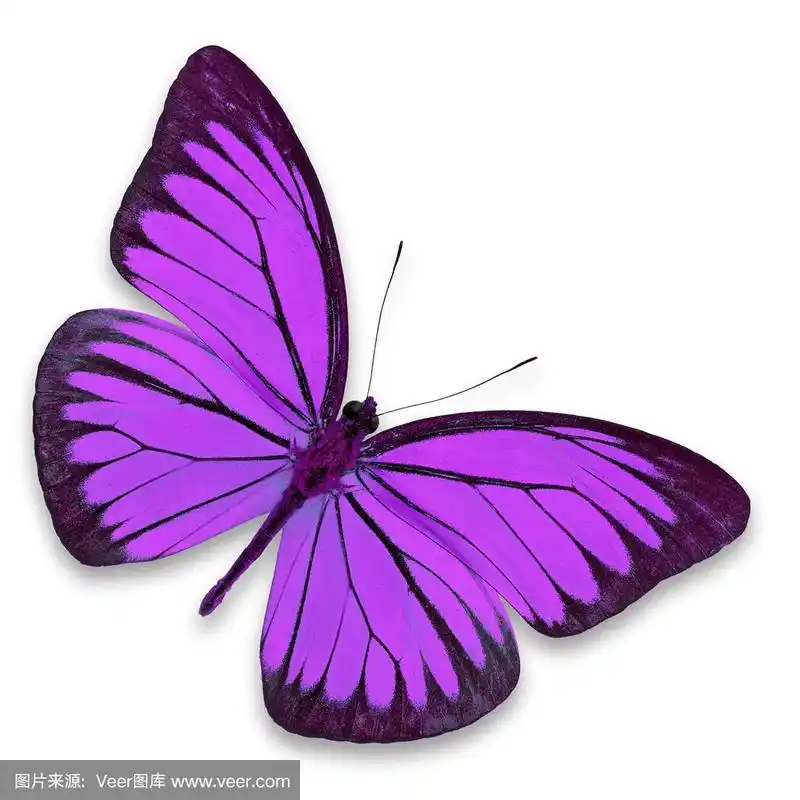 紫色的蝴蝶