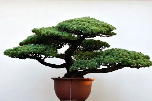 十一月九日游植物园盆景园(五圆钱)