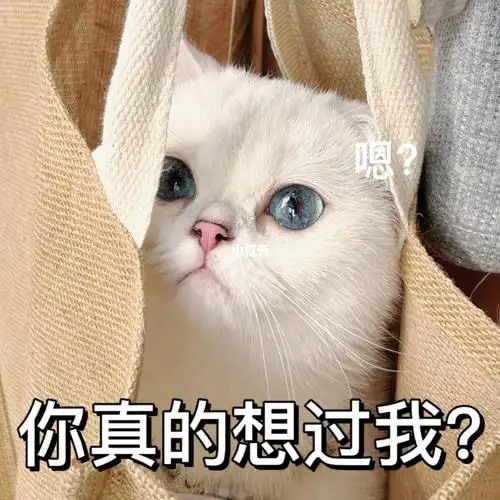 你不打算跟我贴贴吗喜欢尽管拿,她叫安安呦#厦门  #养猫  #可爱表情包