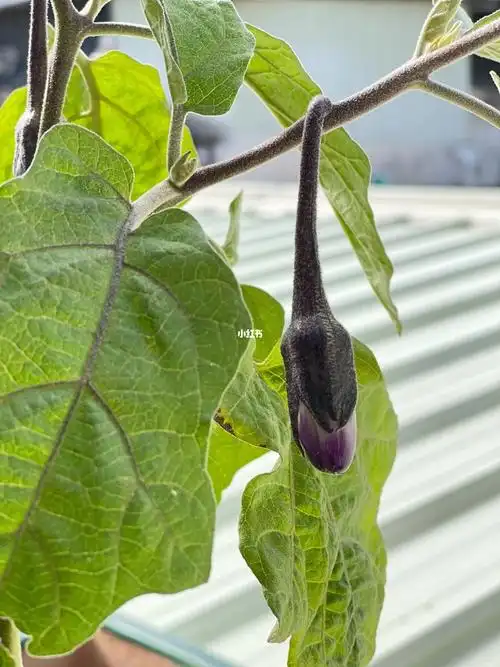 8月种下的茄子终于结果了