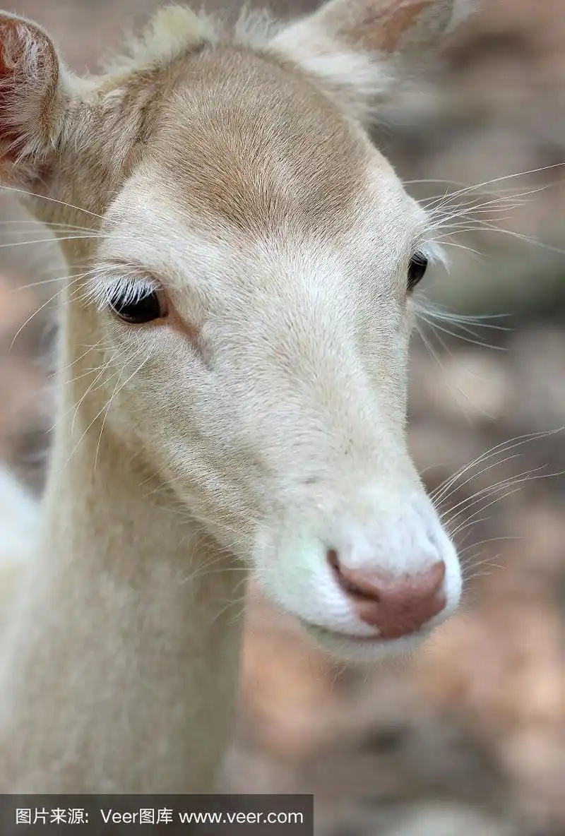 特写,白色,肖像,可爱的,马鹿