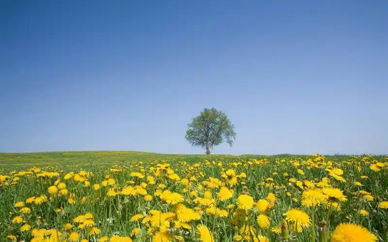风和日丽唯美风景图片电脑壁纸.一组唯美迷人的自然风光图片分享给大