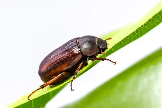 金龟子摄影图__昆虫_生物世界_摄影图库_昵图网nipic.com