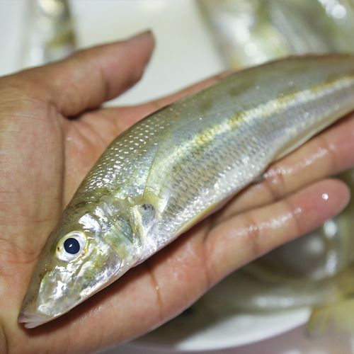 湛江江洪沙丁鱼新鲜鲜活野生沙尖鱼沙椎鱼海鲜巴沙鱼