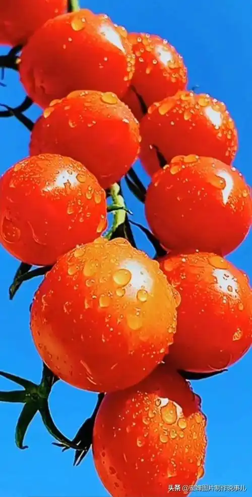 壁纸美图,硕果累累,丰收的喜悦_网易订阅