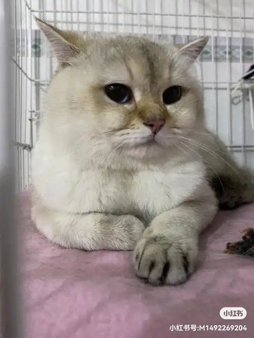 自家养的英短系列