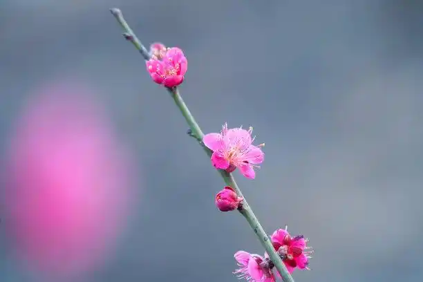 梅花图片_高清梅花图片大全_正版梅花图片素材下载-veer图库