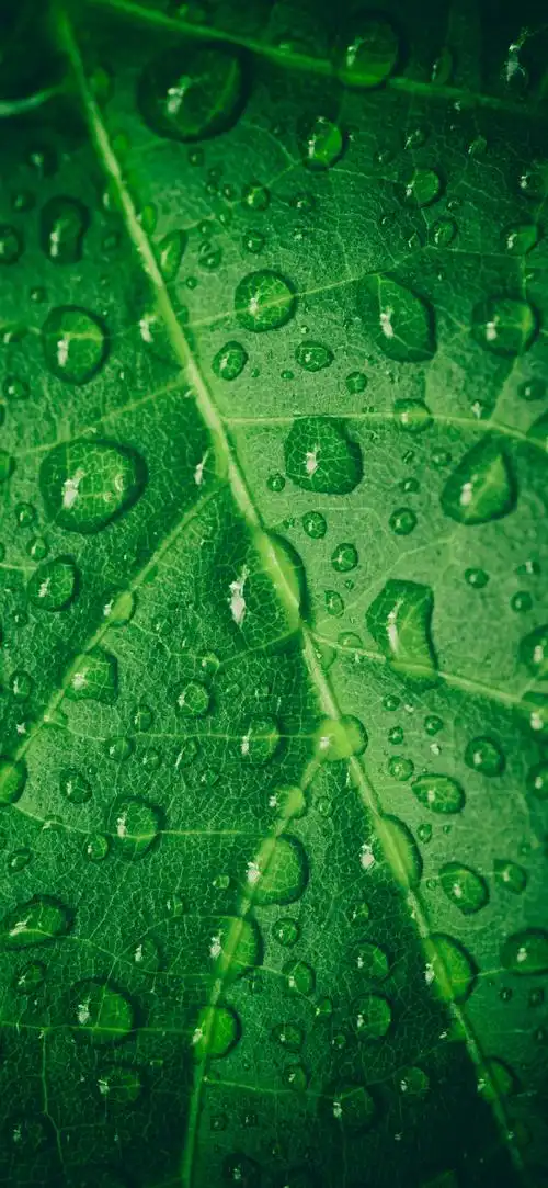 "绿色护眼"手机高清壁纸·原图上传,记得查看原图再保存.