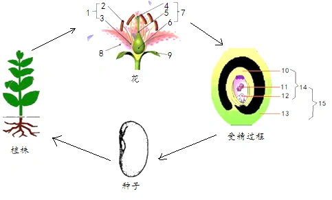 下图是被子植物繁殖过程的示意图,请根据所学的知识回答相关问题